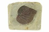 Fossil Leaf (Davidia) - Montana #270989-1